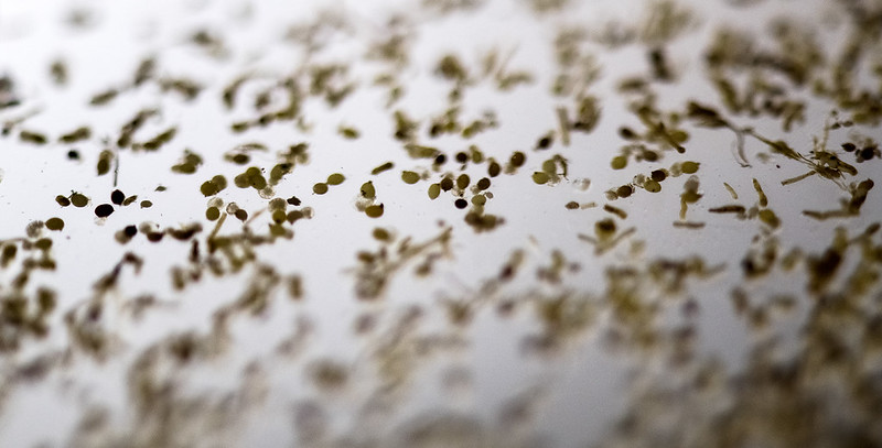 Asynchronous-spectral fusion fluorescence microscopy for microsecond-scale behavioral dynamics thumbnail